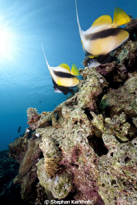 Couple of Bannerfish at Shark's Bay. by Stephan Kerkhofs 
